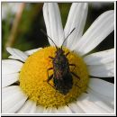 Stictopleurus crassicornis - Glasfluegelwanze 02.jpg